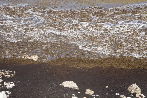Sargazo — PLAYA LOS PATOS (Sur)